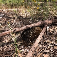 Tachyglossus aculeatus at Chiltern, VIC - 26 Nov 2022 12:28 PM