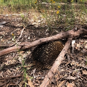 Tachyglossus aculeatus at Chiltern, VIC - 26 Nov 2022 12:28 PM