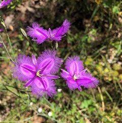 Thysanotus tuberosus (Common Fringe-lily) at Chiltern, VIC - 4 Dec 2022 by DeanoThommo