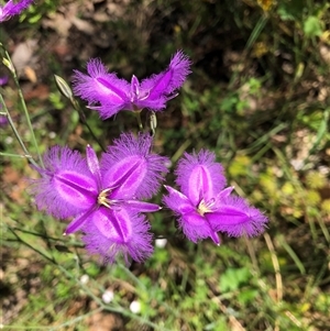 Thysanotus tuberosus at Chiltern, VIC - 4 Dec 2022 09:46 AM