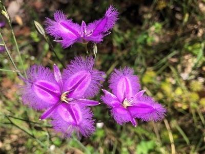 Thysanotus tuberosus (Common Fringe-lily) at Chiltern, VIC - 4 Dec 2022 by DeanoThommo