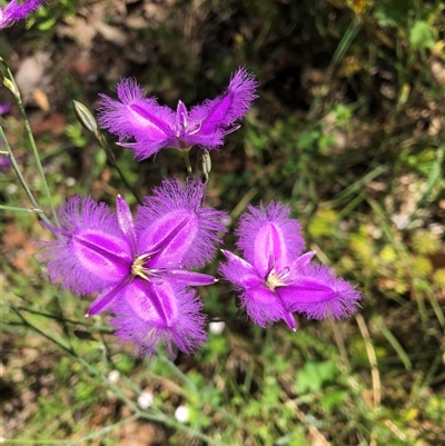 Thysanotus tuberosus at Chiltern, VIC - 4 Dec 2022 by DeanoThommo