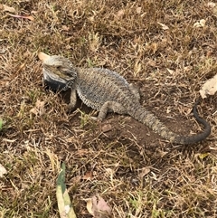 Pogona barbata at Bolwarra Heights, NSW - 18 Dec 2022 by DeanoThommo