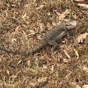 Pogona barbata at Bolwarra Heights, NSW - suppressed