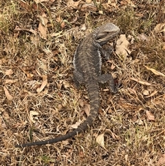 Pogona barbata at Bolwarra Heights, NSW - suppressed
