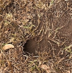 Pogona barbata at Bolwarra Heights, NSW - suppressed