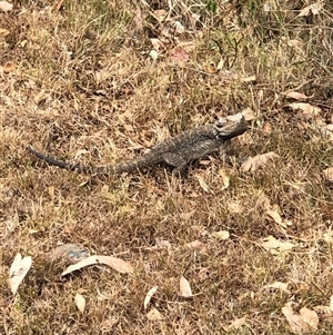 Pogona barbata at Bolwarra Heights, NSW - suppressed