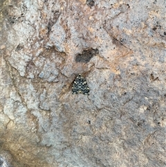 Unidentified Moth (Lepidoptera) at Pelican, NSW - 25 Sep 2023 by DeanoThommo