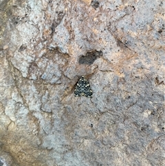 Halone coryphoea at Pelican, NSW - 25 Sep 2023 05:06 PM