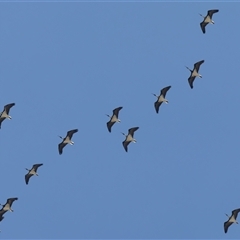 Threskiornis spinicollis (Straw-necked Ibis) at Symonston, ACT - 26 Feb 2025 by rawshorty