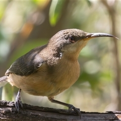 Acanthorhynchus tenuirostris (Eastern Spinebill) at Symonston, ACT - 26 Feb 2025 by rawshorty