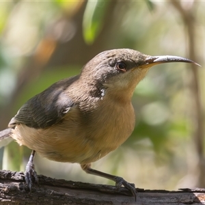 Acanthorhynchus tenuirostris (Eastern Spinebill) at Symonston, ACT - 26 Feb 2025 by rawshorty