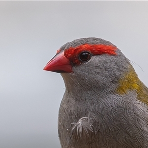 Neochmia temporalis (Red-browed Finch) at Symonston, ACT - 22 Feb 2025 by rawshorty