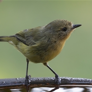 Acanthiza nana (Yellow Thornbill) at Symonston, ACT - 27 Feb 2025 by rawshorty