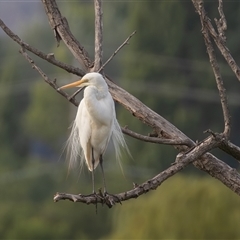 Ardea alba at Fyshwick, ACT - 22 Feb 2025 by rawshorty