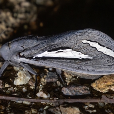 Abantiades labyrinthicus (Labyrinthine Ghost Moth) at Uriarra Village, ACT - 21 Feb 2025 by rawshorty