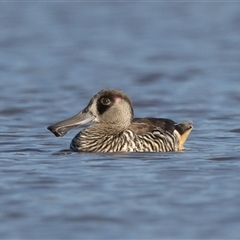 Malacorhynchus membranaceus (Pink-eared Duck) at Throsby, ACT - 17 Feb 2025 by rawshorty