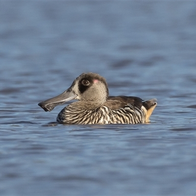 Malacorhynchus membranaceus (Pink-eared Duck) at Throsby, ACT - 17 Feb 2025 by rawshorty