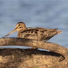 Gallinago hardwickii (Latham's Snipe) at Throsby, ACT - 17 Feb 2025 by rawshorty