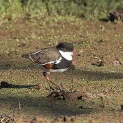 Erythrogonys cinctus (Red-kneed Dotterel) at Throsby, ACT - 17 Feb 2025 by rawshorty