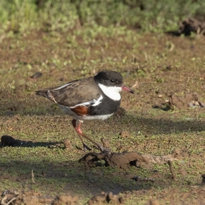 Erythrogonys cinctus (Red-kneed Dotterel) at Throsby, ACT - 17 Feb 2025 by rawshorty