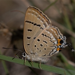 Jalmenus ictinus (Stencilled Hairstreak) at Hackett, ACT - 21 Feb 2025 by rawshorty