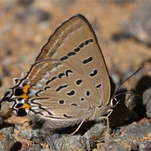 Jalmenus ictinus at Hackett, ACT - 21 Feb 2025 10:00 AM