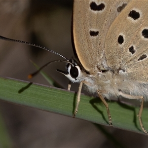 Jalmenus ictinus at Hackett, ACT - 21 Feb 2025 10:00 AM