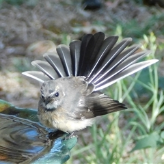 Rhipidura albiscapa (Grey Fantail) at Symonston, ACT - Yesterday by CallumBraeRuralProperty