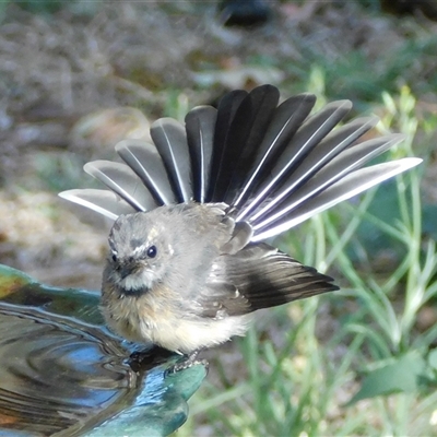 Rhipidura albiscapa (Grey Fantail) at Symonston, ACT - 2 Mar 2025 by CallumBraeRuralProperty