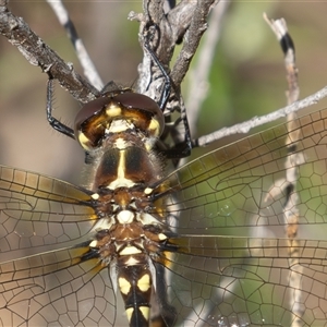 Synthemis eustalacta (Swamp Tigertail) at Hackett, ACT - 21 Feb 2025 by rawshorty