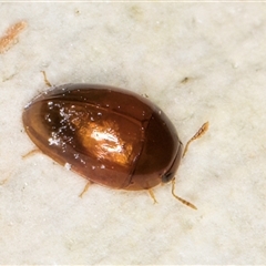 Phalacridae (family) (Shining flower beetle) at Deakin, ACT - 27 Feb 2025 by kasiaaus