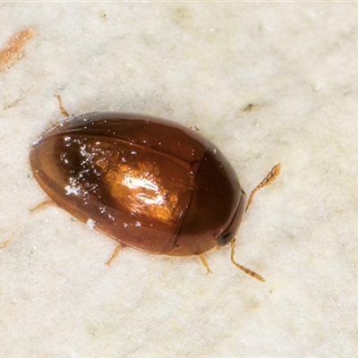 Phalacridae (family) (Shining flower beetle) at Deakin, ACT - 27 Feb 2025 by kasiaaus