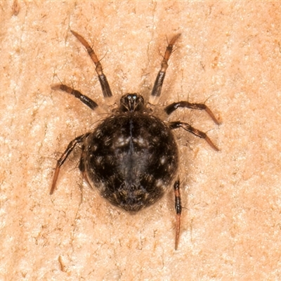 Araneus sp. (genus) at Deakin, ACT - 27 Feb 2025 by kasiaaus