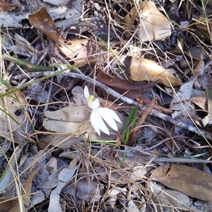 Caladenia catenata at Copmanhurst, NSW - suppressed