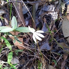 Caladenia catenata at Copmanhurst, NSW - suppressed