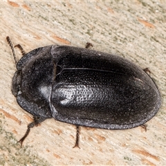 Pterohelaeus striatopunctatus (Darkling beetle) at Deakin, ACT - 27 Feb 2025 by kasiaaus