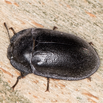 Pterohelaeus striatopunctatus (Darkling beetle) at Deakin, ACT - 27 Feb 2025 by kasiaaus