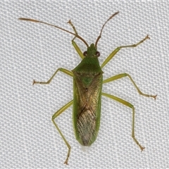 Amblypelta nitida (Fruit-spotting bug) at Melba, ACT - 27 Feb 2025 by kasiaaus