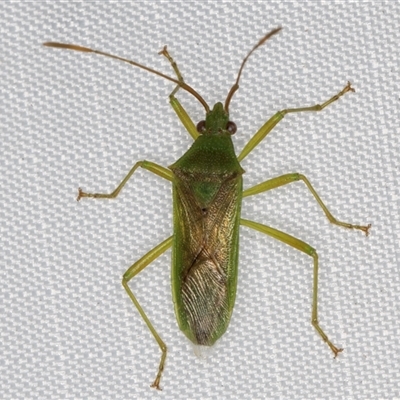 Amblypelta nitida (Fruit-spotting bug) at Melba, ACT - 27 Feb 2025 by kasiaaus