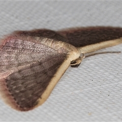 Idaea costaria at Melba, ACT - 27 Feb 2025 by kasiaaus