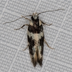 Macrobathra undescribed species No.1 (A Seed borer moth (Cosmopterigidae)) at Melba, ACT - 27 Feb 2025 by kasiaaus