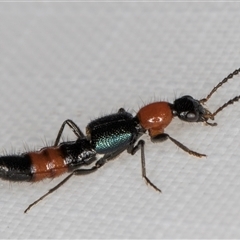 Paederus cruenticollis (Whiplash Rove Beetle) at Melba, ACT - 27 Feb 2025 by kasiaaus