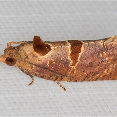 Glyphidoptera insignana (a tufted Tortrix moth) at Melba, ACT - 27 Feb 2025 by kasiaaus