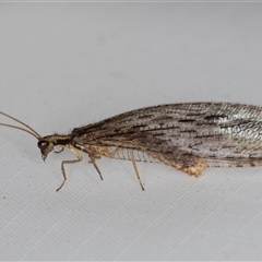 Stenosmylus stenopterus (An Osmylid Lacewing) at Melba, ACT - 27 Feb 2025 by kasiaaus