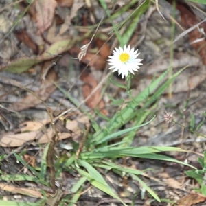 Helichrysum leucopsideum at Braidwood, NSW - 1 Mar 2025 01:34 PM