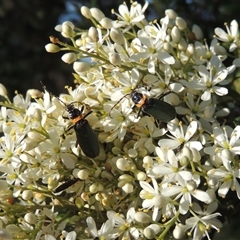 Chauliognathus lugubris (Plague Soldier Beetle) at Tharwa, ACT - 19 Jan 2024 by MichaelBedingfield