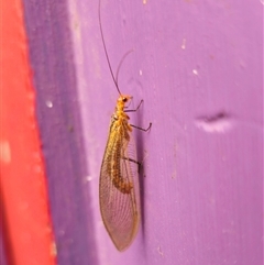 Stenolysmus extraneus (Lacewing) by Csteele4