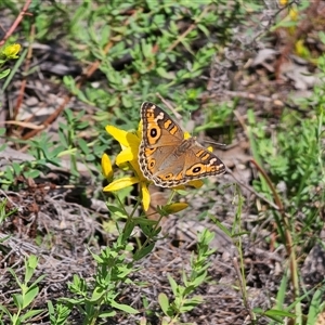 Junonia villida at Jerangle, NSW - 2 Mar 2025 03:32 PM