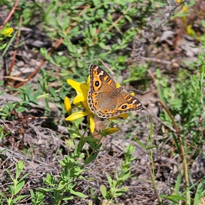 Junonia villida (Meadow Argus) at Jerangle, NSW - 2 Mar 2025 by Csteele4